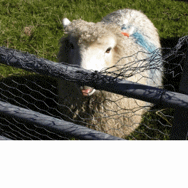 A sheep saying 'Please Mr Blair, I'd like my B-a-a-a-a-code now!'