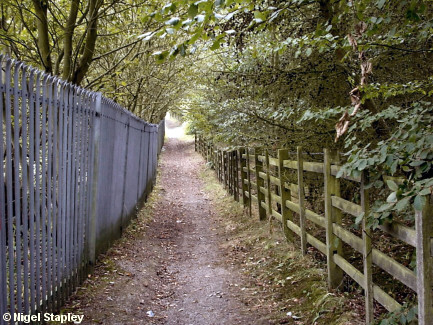 Picture of tree-lined footpath