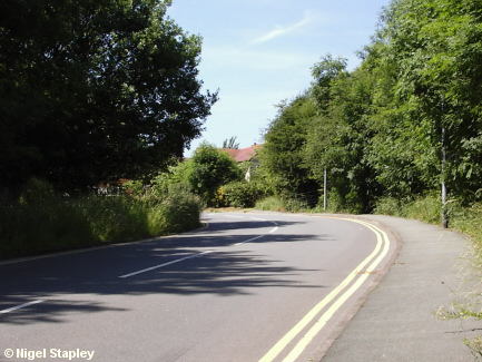 Picture of a tree-lined road
