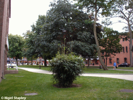 Picture of grass and trees beside a town street