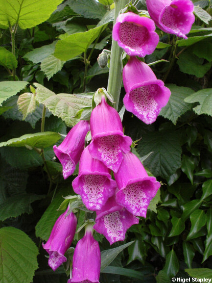 Picture of foxgloves