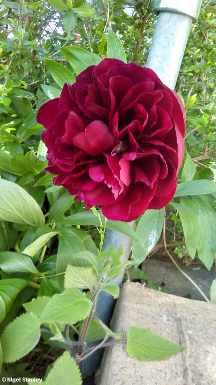 Picture of a reddish purple peony