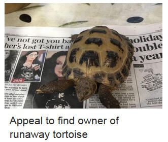 Screenshot from newspaper website: 'Appeal to find owner of runaway tortoise'
