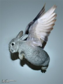 Mock photo of a rabbit with wings