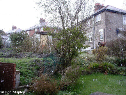 Photo of snow falling