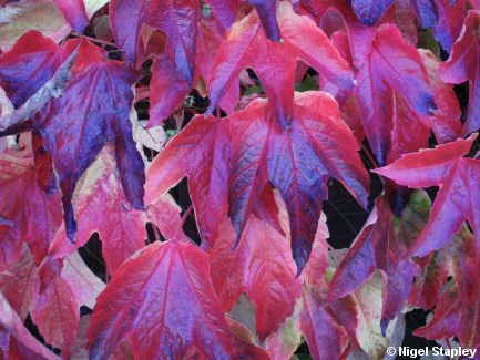 Close-up photo of autumn leaves