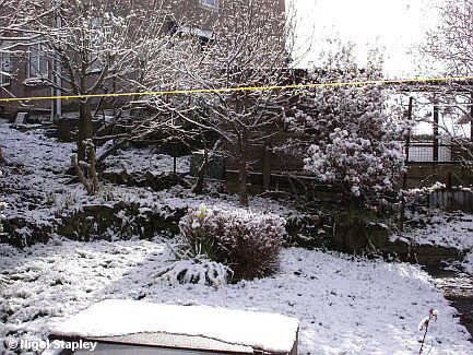 Picture of daffodils in a small garden under a light covering of snow