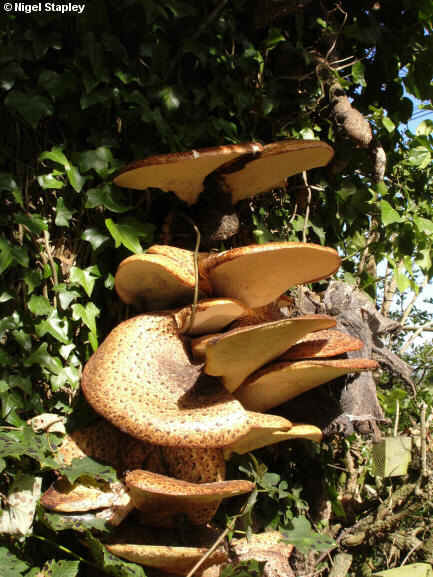 Photo of bracket fungus on a tree