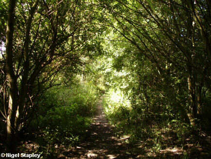Photo of a former railway line overgrown with trees