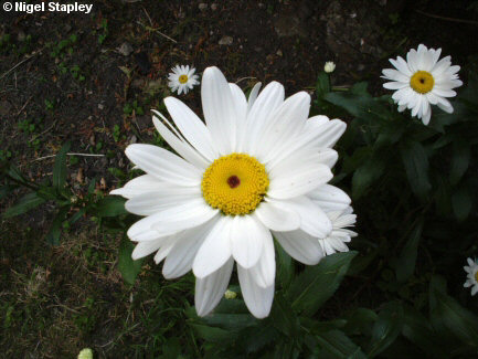 Photo of a marguerite