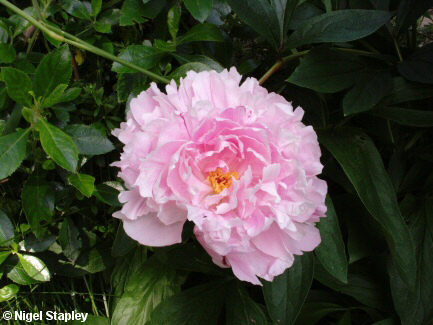 Photo of a pink peony