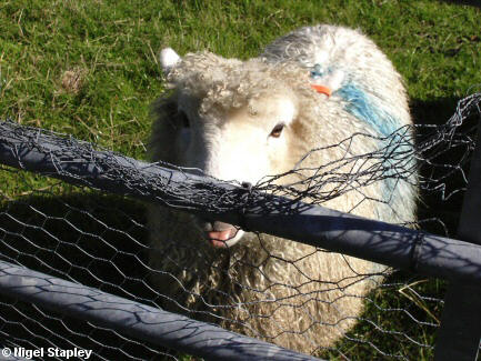 Photo of a sheep