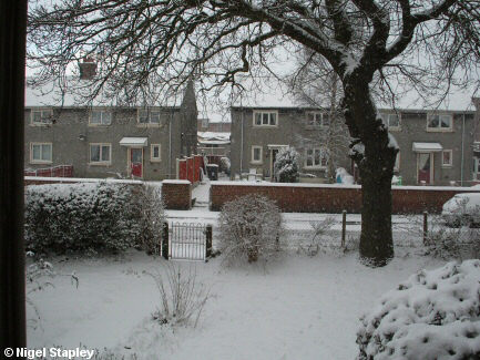 Snow in my front garden