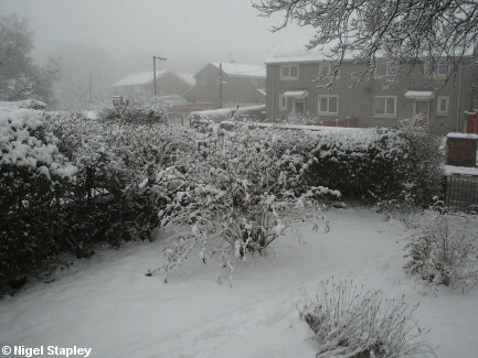 Snow on a Buddleia bush