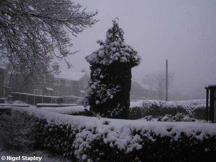 Snow on a Leylandii tree