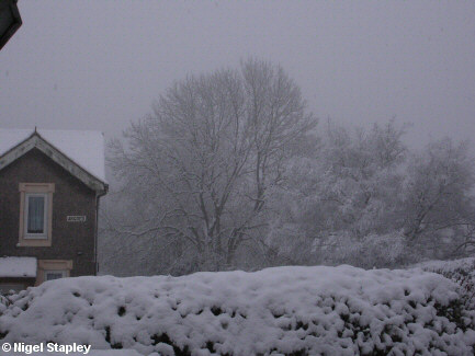 Snow on a bare tree