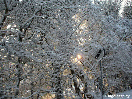 Photo of snow on tree branches