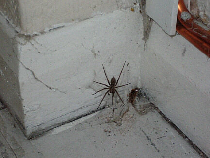 Picture of a spider