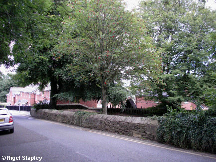 Photo of some new houses behind a stand of trees