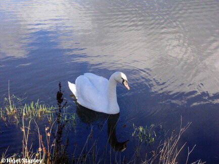 Photo of a swan
